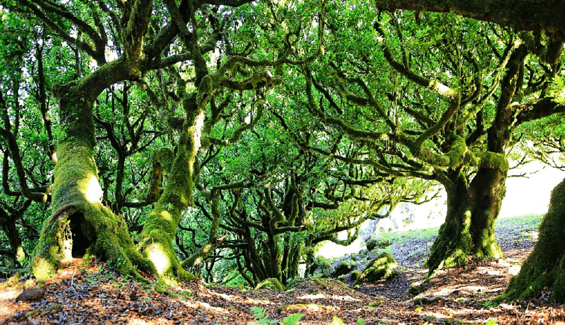 Laurissilva UNESCO forest in Fanal, Madeira — mystical moss-covered trees and foggy landscape ideal for cinematic productions, fashion editorials, outdoor campaigns and documentary filming.